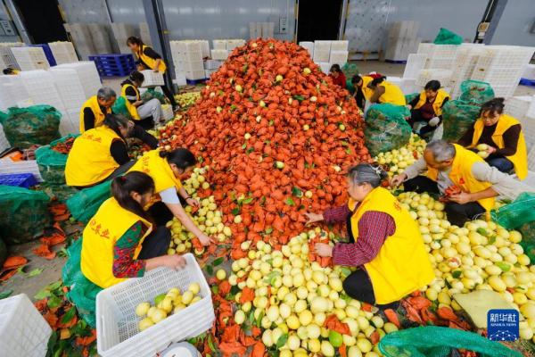 “酸果子”里的“甜日子”