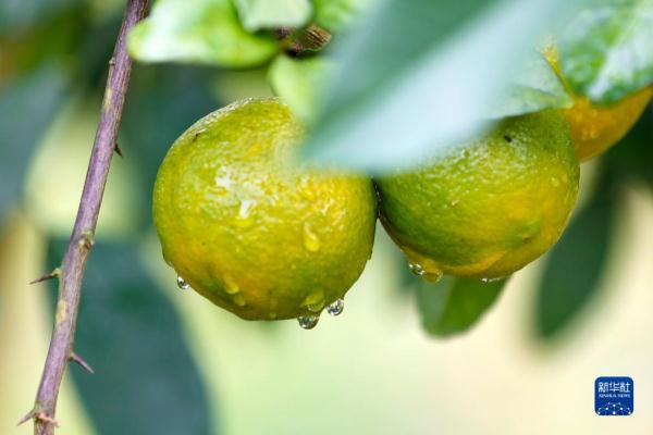 “酸果子”里的“甜日子”