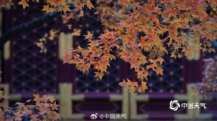 北京香山勤政殿前“枫”景正盛 与古建筑相映成趣 北京香山勤政殿前“枫”景正盛 与古建筑相映成趣