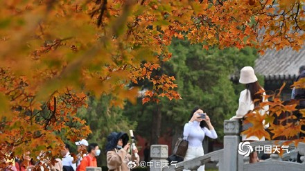 北京香山勤政殿前“枫”景正盛 与古建筑相映成趣 北京香山勤政殿前“枫”景正盛 与古建筑相映成趣