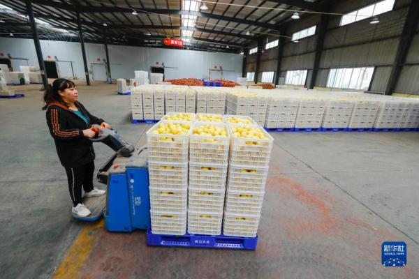 “酸果子”里的“甜日子”