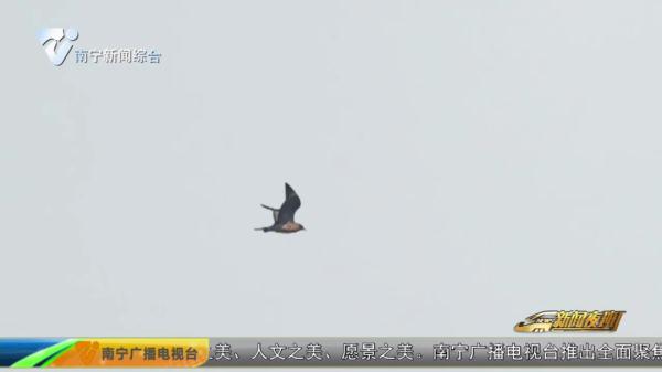 横州一公园发现新记录物种 横州一公园发现新记录物种