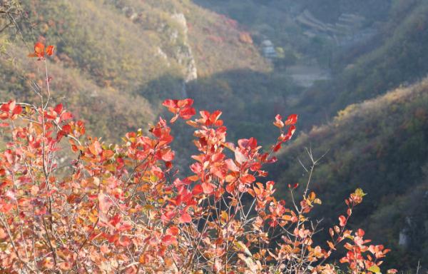 游太行一号公路,赏阳泉金秋红叶 游太行一号公路,赏阳泉金秋红叶