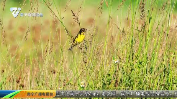 横州一公园发现新记录物种 横州一公园发现新记录物种