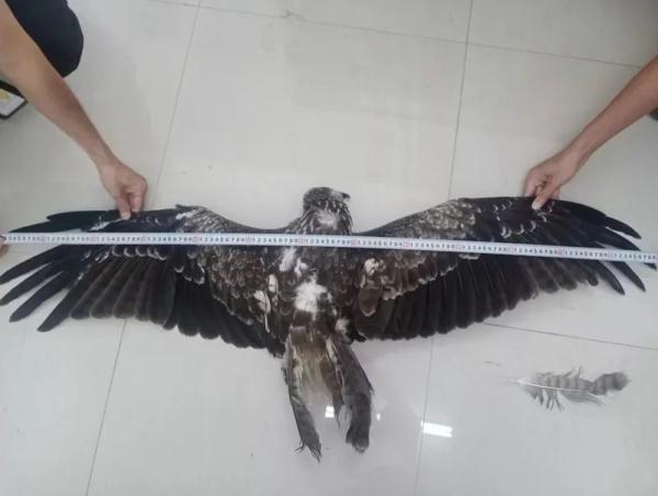 客机刚起飞遭遇鸟击！驾驶舱录音曝光，安全感满满