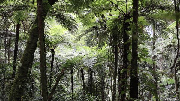 云南宁洱“植物界活化石”桫椤分布面积超3000亩