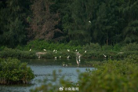 你好,黑脸琵鹭!东方迎来越冬季首批“客人” 你好,黑脸琵鹭!东方迎来越冬季首批“客人”