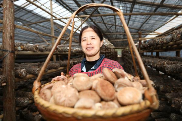 连城赖源：“四下基层”兴产业 菌菇飘香振兴路