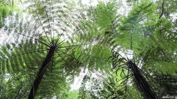 云南宁洱“植物界活化石”桫椤分布面积超3000亩