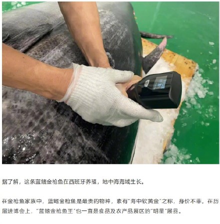 地中海蓝鳍金枪鱼！这件进博会明星展品又来啦→