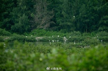 你好,黑脸琵鹭!东方迎来越冬季首批“客人” 你好,黑脸琵鹭!东方迎来越冬季首批“客人”