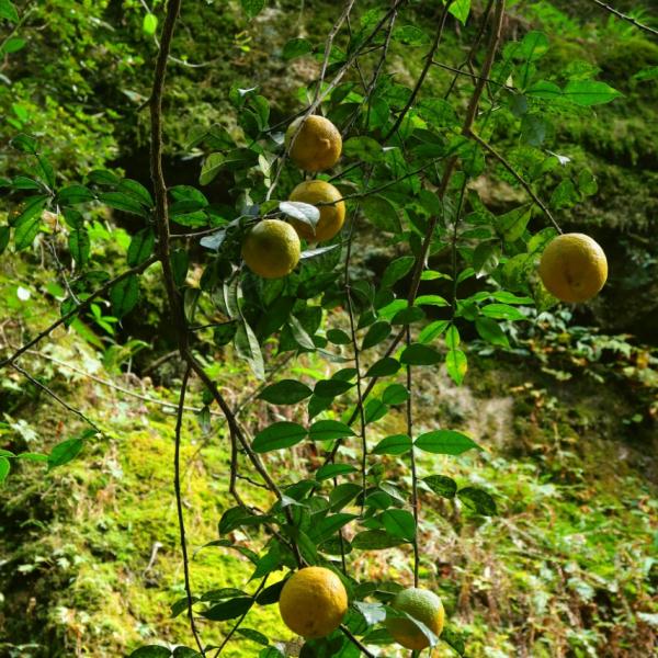 柑橘界“祖宗”现身广西大明山保护区