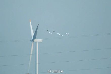 你好,黑脸琵鹭!东方迎来越冬季首批“客人” 你好,黑脸琵鹭!东方迎来越冬季首批“客人”