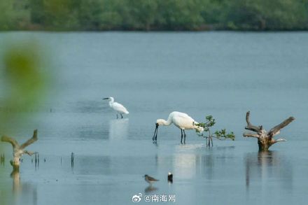 你好,黑脸琵鹭!东方迎来越冬季首批“客人” 你好,黑脸琵鹭!东方迎来越冬季首批“客人”