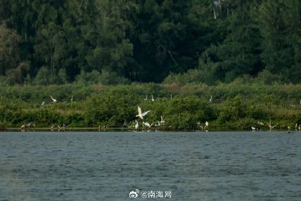 你好,黑脸琵鹭!东方迎来越冬季首批“客人” 你好,黑脸琵鹭!东方迎来越冬季首批“客人”