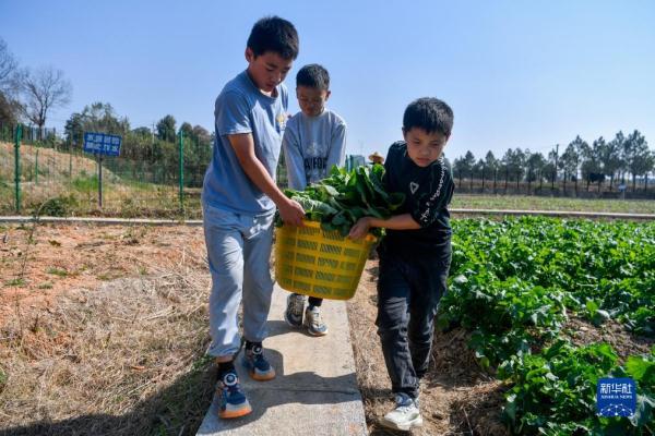 湖北黄梅:劳动教育助力学生健康成长 湖北黄梅:劳动教育助力学生健康成长