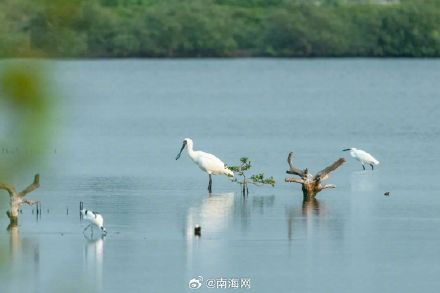 你好,黑脸琵鹭!东方迎来越冬季首批“客人” 你好,黑脸琵鹭!东方迎来越冬季首批“客人”