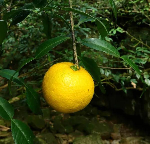 柑橘界“祖宗”现身广西大明山保护区