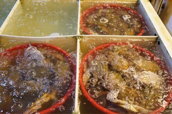 螃蟹跌出了"白菜价"? 菜市场摊主：近期蟹价处于一年中的低位