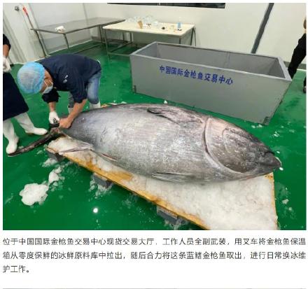 地中海蓝鳍金枪鱼！这件进博会明星展品又来啦→