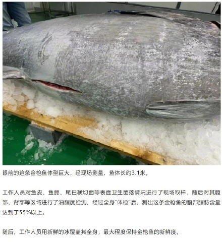 地中海蓝鳍金枪鱼！这件进博会明星展品又来啦→