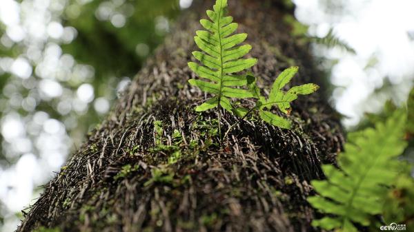 云南宁洱“植物界活化石”桫椤分布面积超3000亩
