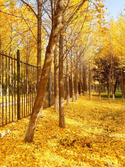 氛围感拉满！秋天的银杏落叶能有多美