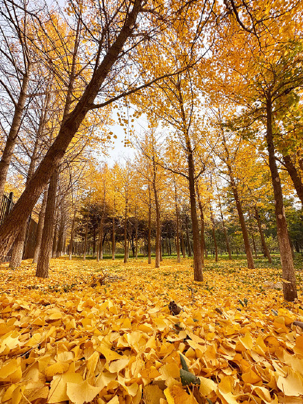 氛围感拉满！秋天的银杏落叶能有多美