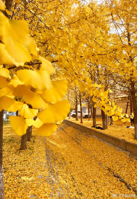 秋天的银杏落叶能有多美