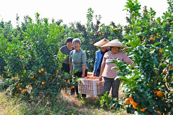 湖南涟源:金秋砂糖桔产销两旺 湖南涟源:金秋砂糖桔产销两旺