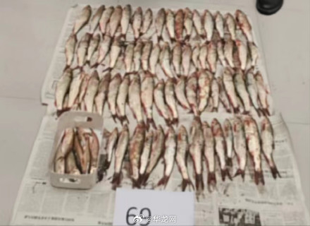 二级保护动物也有人敢卖！男子非法捕捞野生多鳞白甲鱼被抓