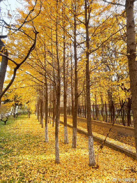 秋天的银杏落叶能有多美