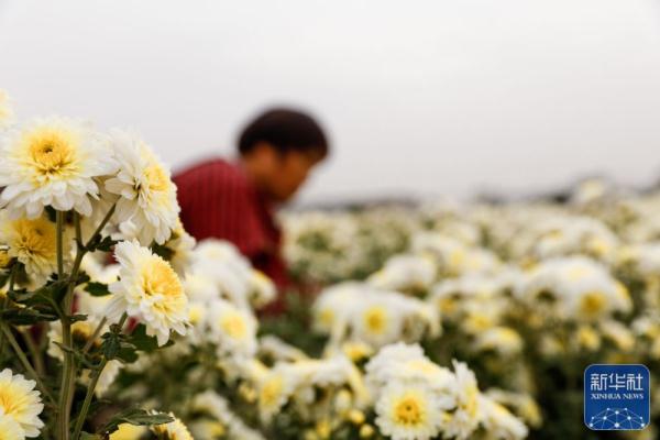 菊花采收忙