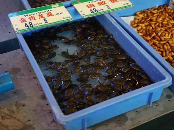 什么虫子动了广东人的DNA? 什么虫子动了广东人的DNA?