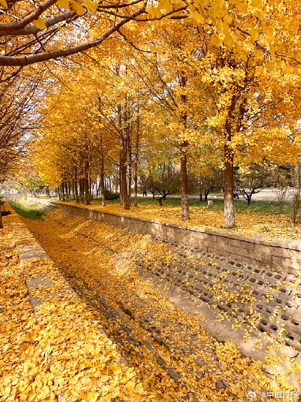 秋天的银杏落叶能有多美