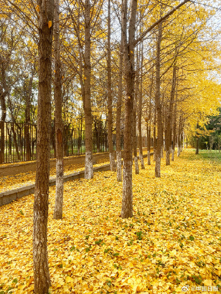 秋天的银杏落叶能有多美