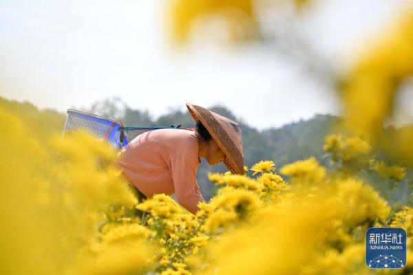 菊花采收忙