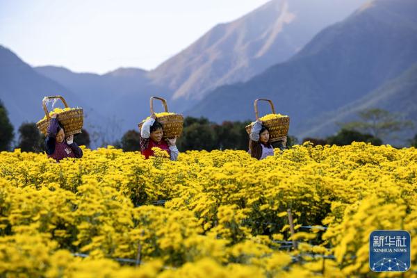 菊花采收忙