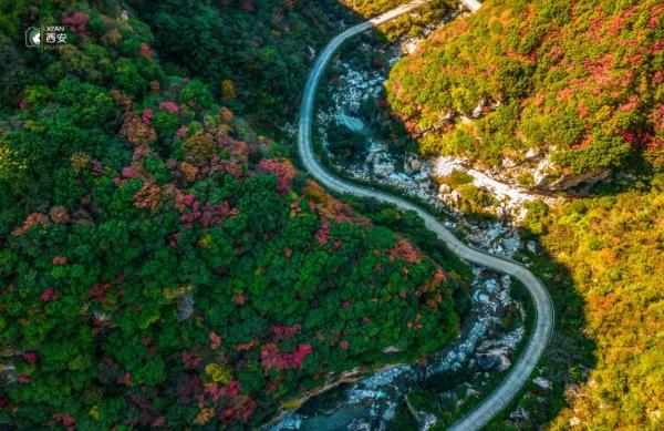 美无边!《秦岭秋日图鉴》来了 美无边!《秦岭秋日图鉴》来了