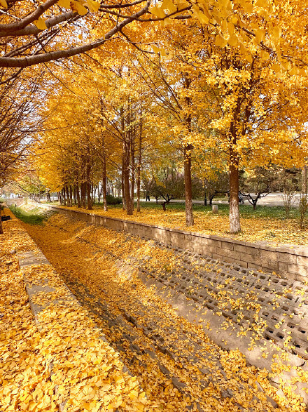 氛围感拉满！秋天的银杏落叶能有多美