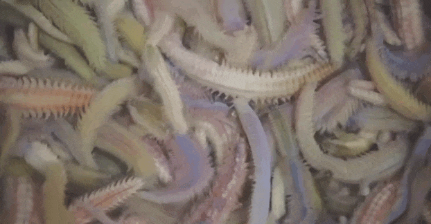 什么虫子动了广东人的DNA? 什么虫子动了广东人的DNA?