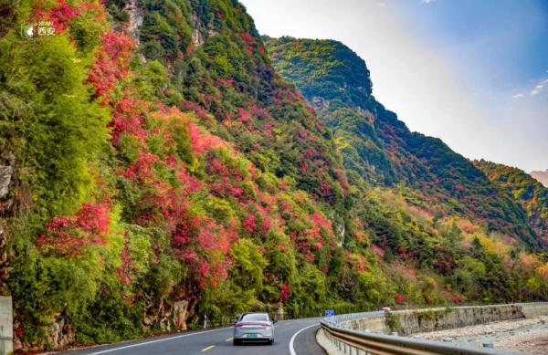 美无边!《秦岭秋日图鉴》来了 美无边!《秦岭秋日图鉴》来了