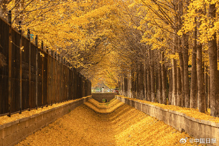 秋天的银杏落叶能有多美