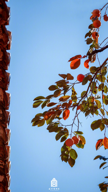秋日故宫壁纸上新了