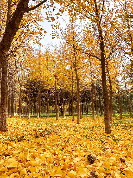 氛围感拉满！秋天的银杏落叶能有多美