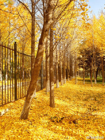 秋天的银杏落叶能有多美