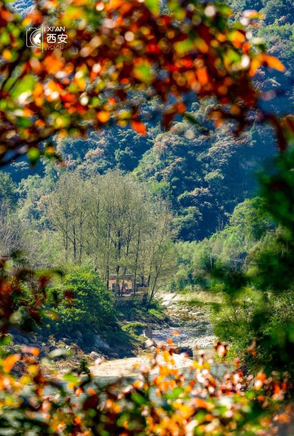 美无边!《秦岭秋日图鉴》来了 美无边!《秦岭秋日图鉴》来了