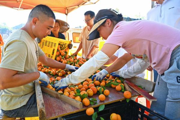 湖南涟源:金秋砂糖桔产销两旺 湖南涟源:金秋砂糖桔产销两旺