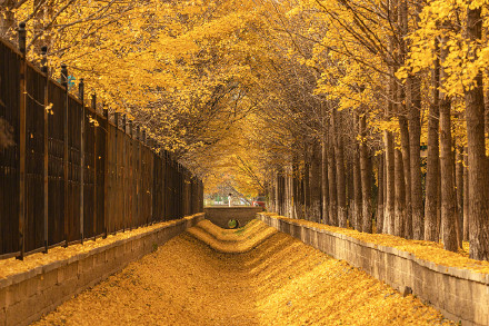 氛围感拉满！秋天的银杏落叶能有多美