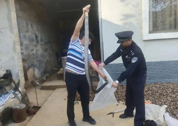 你见过这么重的“眼镜王蛇”吗? 你见过这么重的“眼镜王蛇”吗?